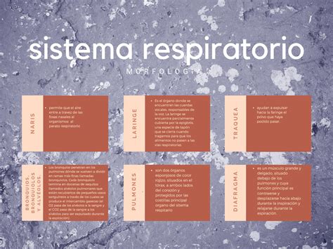 Arriba Imagen Mapa Mental De Aparato Respiratorio Abzlocal Mx