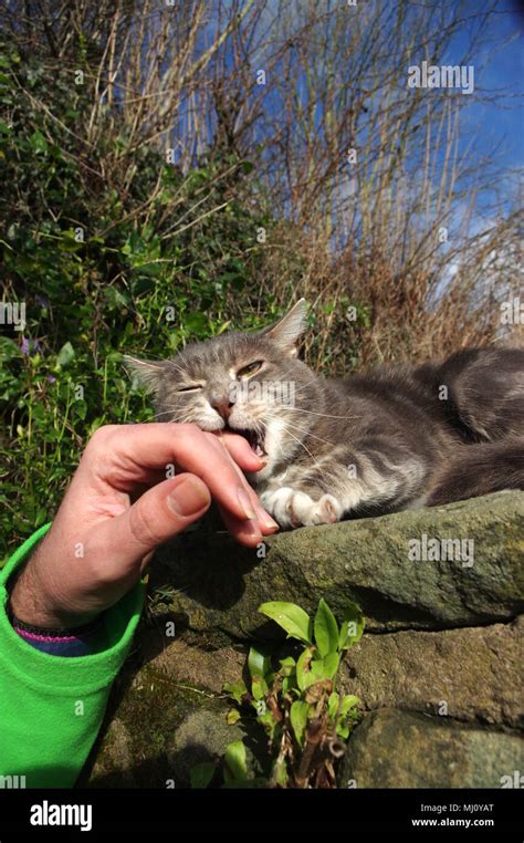 Tabby Cat Biting Owners Hand Stock Photo Alamy