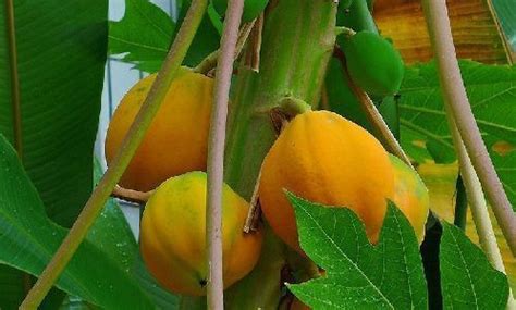 Cómo cultivar la papaya adecuadamente Agromática