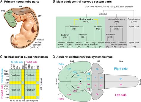 Structurefunction Subsystem Model And Computational Lesions Of The