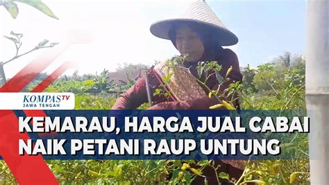 Harga Jual Cabai Naik Saat Musim Kemarau Petani Di Blora Raup Untung