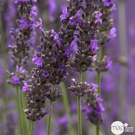 Lavandula X Intermedia Dutch La Lavande Id Ale Pour Votre Jardin