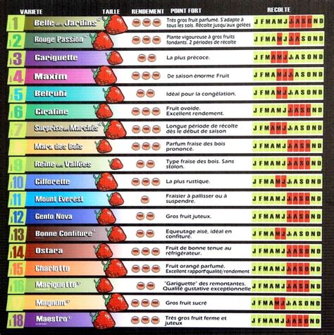 Fraisiers tableau comparatif des variétés Fraisier Fraisier plante