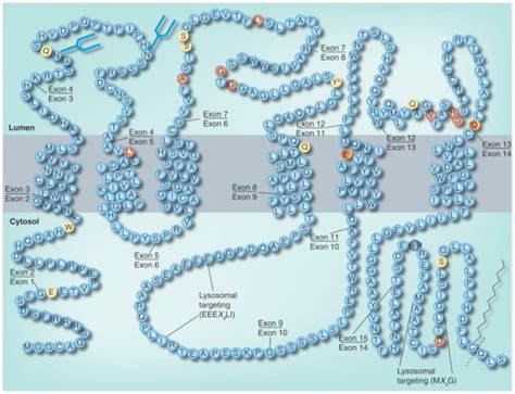 4 1 3 Cln3 Topology And Juvenile Onset Neuronal Ceroid Lipofuscinosis