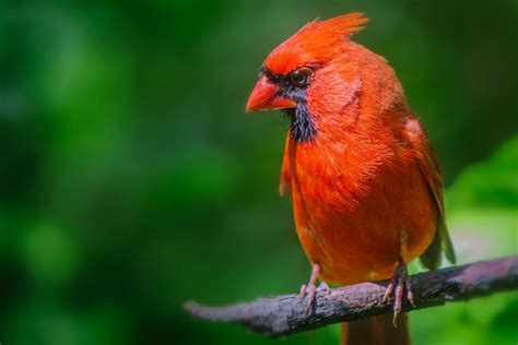 Червоний кардинал: реальна «Angry Bird» з Північної Америки