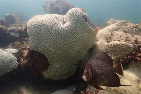 Scientists Say Coral Reefs Around The World Are Experiencing Mass