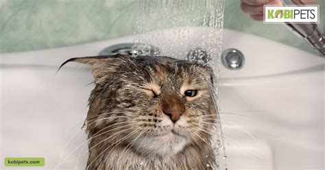 Why Does My Cat Stink Kobi Pets