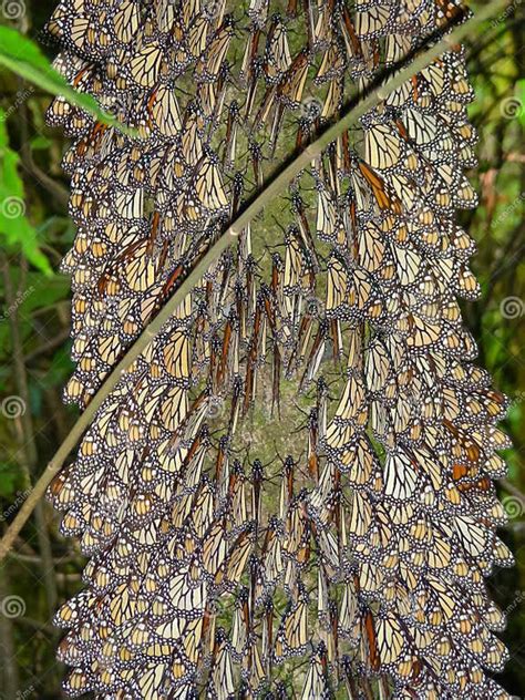 Monarch Butterflies On The Tree Branches At The Monarch Butterfly Biosphere Reserve In Michoacan