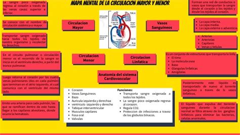 Mapa Mental Circulacion Mayor Y Menor Images And Photos Finder