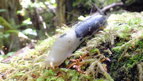 Pacific Banana Slug Project Noah