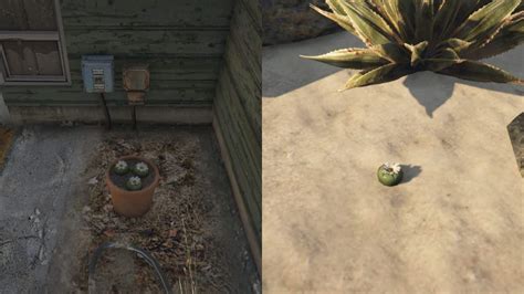 GTA Online 76 Peyote Plant Locations Full Guide 2024