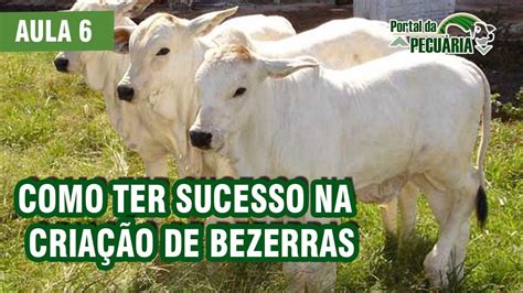 Como Ter Sucesso Na Cria O De Bezerras Parte Youtube