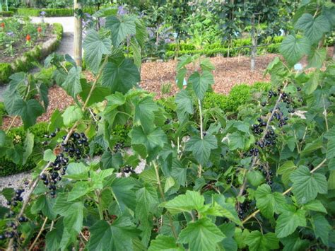 Cassissier Plantation Multiplication Et Entretien