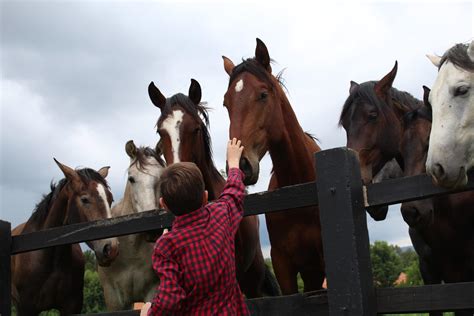 The Best Horse Farms Lexington, KY | New & Used Auto Dealer