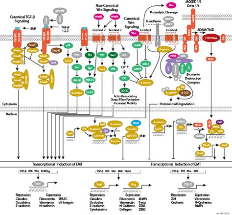 Developmental Biology Signaling Stem Cell Resources Cst