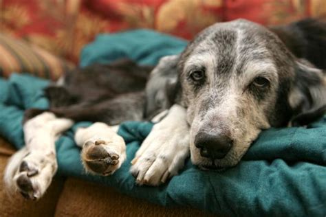 Jadeo En Perros Ancianos Causas Y Qu Hacer