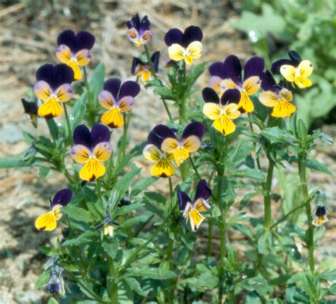 Viola Tricolor Garden Violet Go Botany