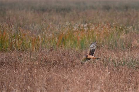 Northern Harrier 500 3340 Dana Siefer Flickr