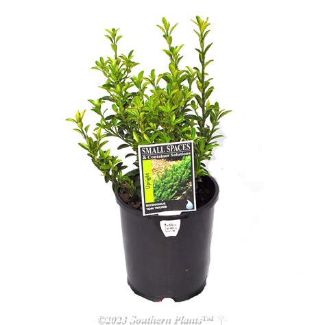 Euonymus Tom Thumb 140mm Southern Plants