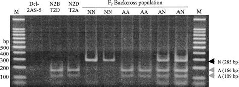 Caps Marker For The A And N Genomes Pcr Fragments Were Amplified With