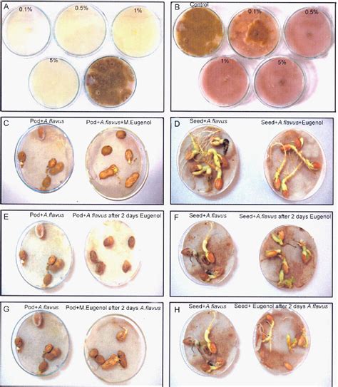 [pdf] Inhibition Of Aspergillus Flavus Colonization And Aflatoxin Afb1