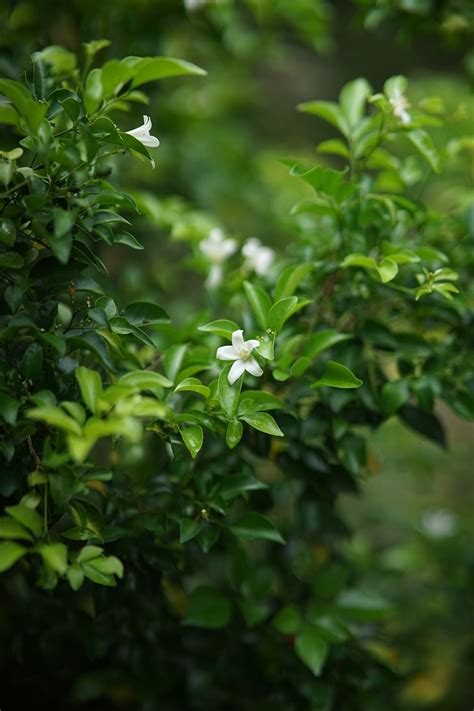 Flor De Laurel Blanca Foto Gratis En Pixabay Pixabay