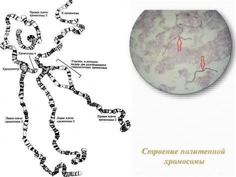 Кариотип – одна из важнейших характеристик живых организмов Кариотип ...