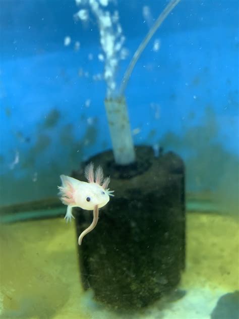 Axolotl eating a worm | FWS.gov