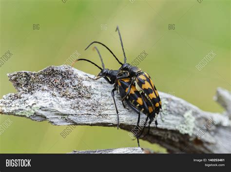 Beetles Have Sex Image And Photo Free Trial Bigstock