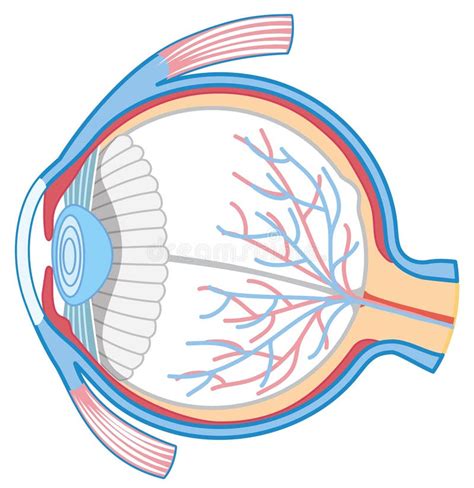 Anatomie Van Menselijk Oog Vector Illustratie Illustration Of