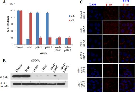 P Is Required For Beta Catenin Nuclear Translocation Upon Mrhl Rna