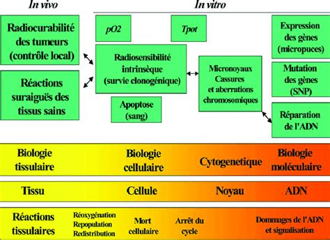 Synopsis des diffé rentes e chelles et dé marches qui ont donné les