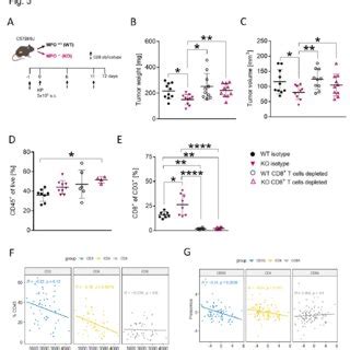 CD8 T Cells Are Necessary To Reduce Tumor Growth In MPO KO Mice A