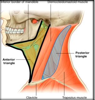 Axial Musculature II For Exam 2 Flashcards Quizlet