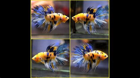 Live Betta Fish Bengal Yellow Tiger Galaxy Blue Metallic Koi Crowntail