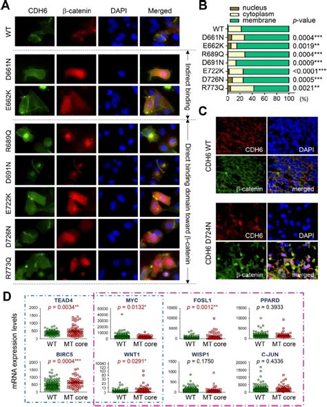 Functional Impacts Of Mutations In The Intracellular Domain Cdh C Of