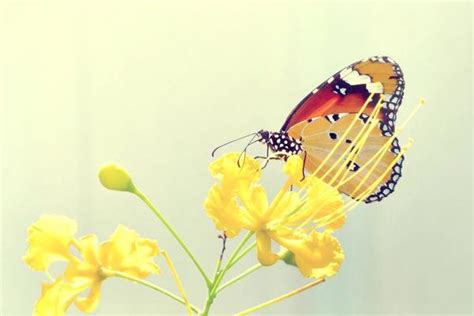 Butterfly Cover Stock Photos Images And Backgrounds For Free Download
