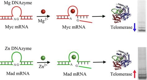 Metal‐ion‐activated Dnazymes Used For Regulation Of Telomerase Activity In Living Cells Wang