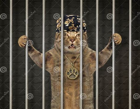 Cat Bandit Behind Bars Stock Image Image Of Heist Humor 134392521