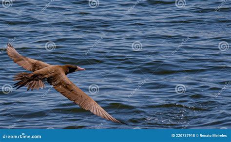 Pássaro Marinho Voando No Mar Da Baía De Guanabara No Rio De Janeiro Do