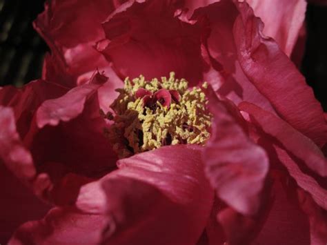 Free Images Blossom Leaf Flower Petal Spring Red Pink Flora