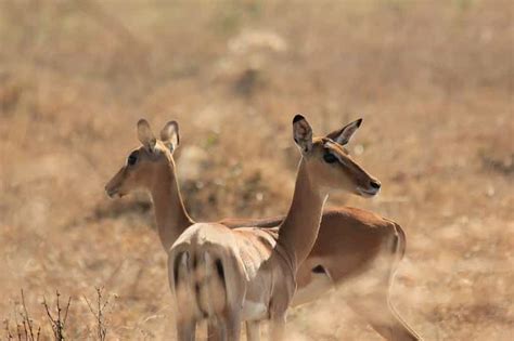 1 JOUR DE SAFARI DE DAR ES SALAAM AU PARC NATIONAL DE MIKUMI EN VOITURE