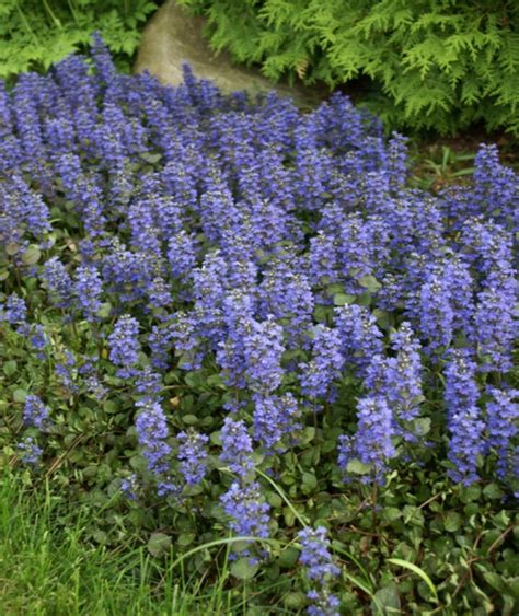 Ajuga | Great Hill Horticulture Foundation