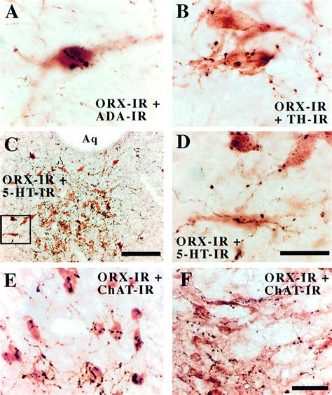 Narcolepsy In Orexin Knockout Mice Cell