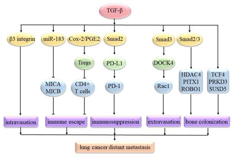 Ijms Free Full Text Mirnas And Lncrnas Dual Roles In Tgf β Signaling Regulated Metastasis