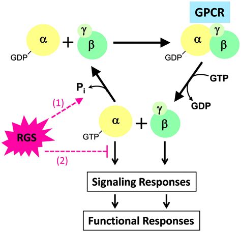 Regulators Of G Protein Signaling In The Heart And Their Potential As