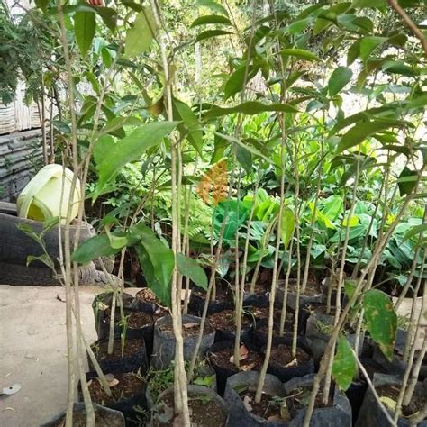 Jual Bibit Pohon Gaharu Aquilaria | Agro Bibit ID