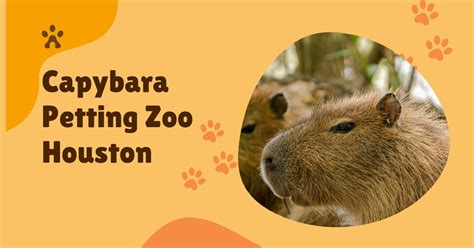 Capybara Petting Zoo In Houston Houston Petting Zoo