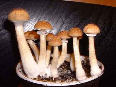 Psilocybe Cubensis Cambodia Gatunki I Odmiany Enteogennych Grzyb W