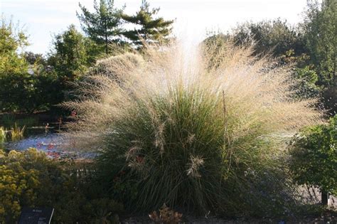 Giant Sacaton Sporobolus Wrightii Lovely Golden Color For Winterinterest Cutflowerfoliage